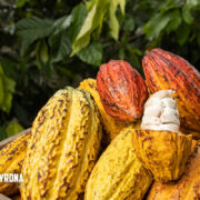 Reserva aquí el tour Chocoaventura Sierra Nevada