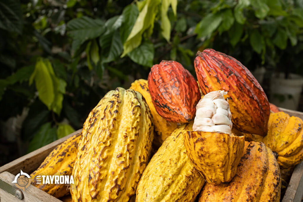 Cacao dans la Sierra Nevada de Santa Marta