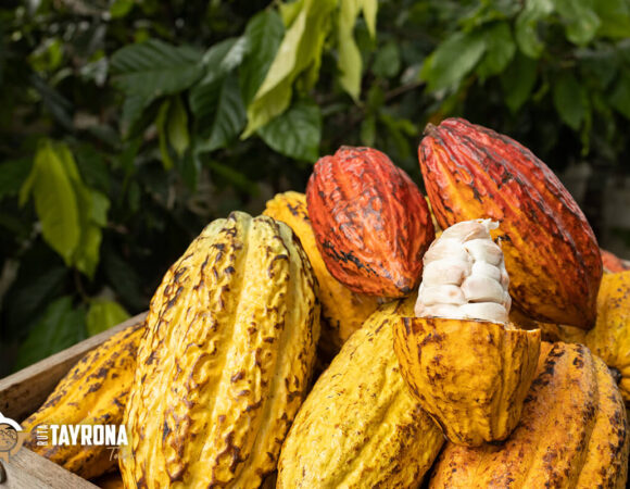 Cacao dans la Sierra Nevada de Santa Marta