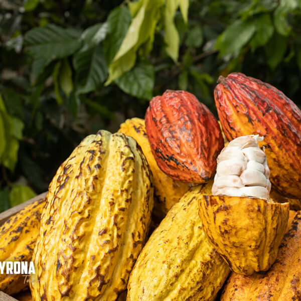 Reserva aquí el tour Chocoaventura Sierra Nevada