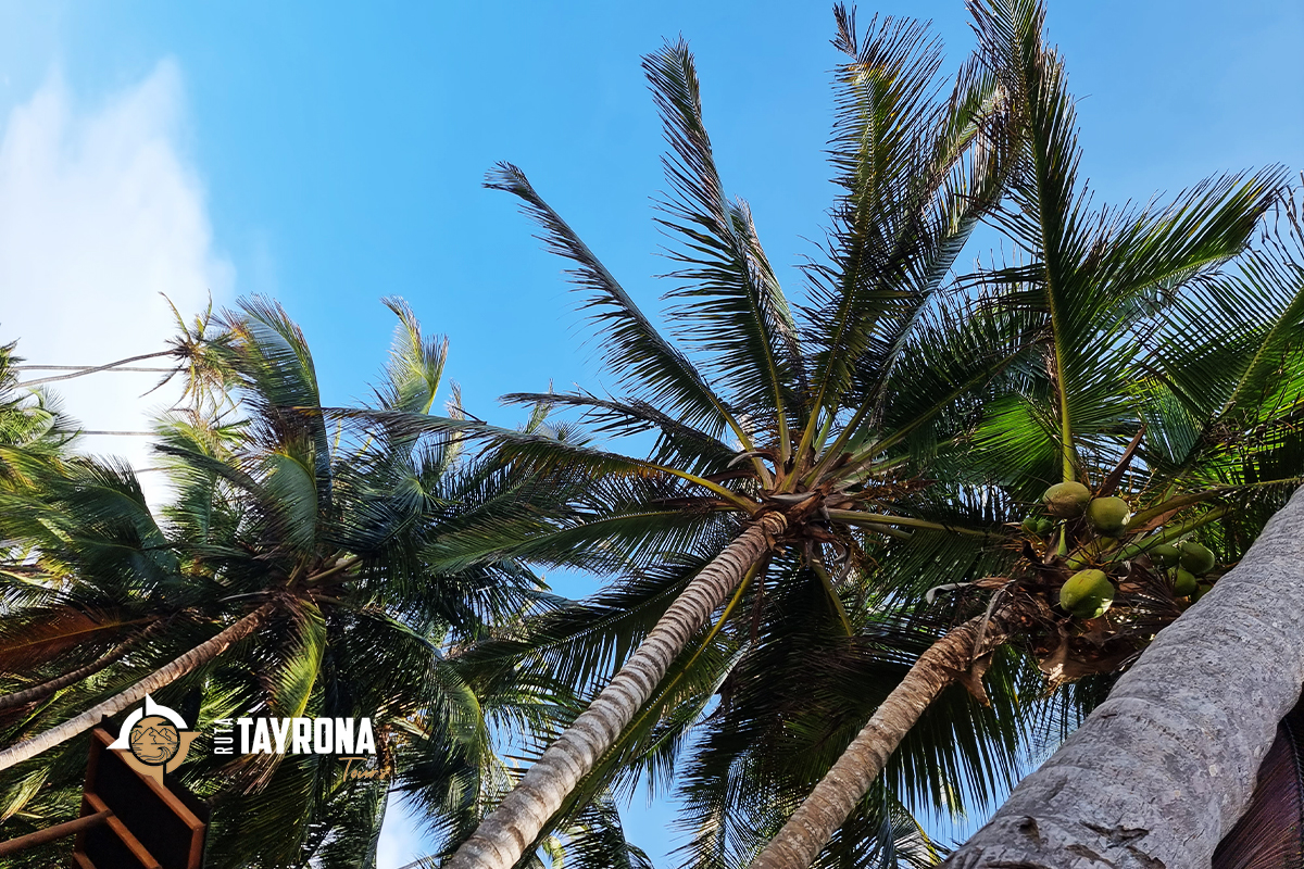 Reserve aquí el tour a Playa Cinto y Cristal - Parque Tayrona